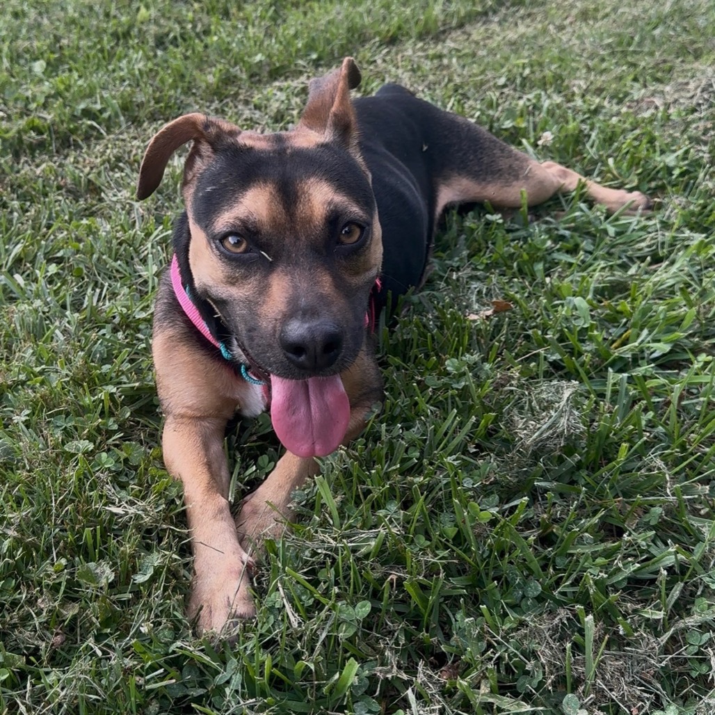 SASHA (IN FOSTER) - Mixed Breed (Medium) available for adoption