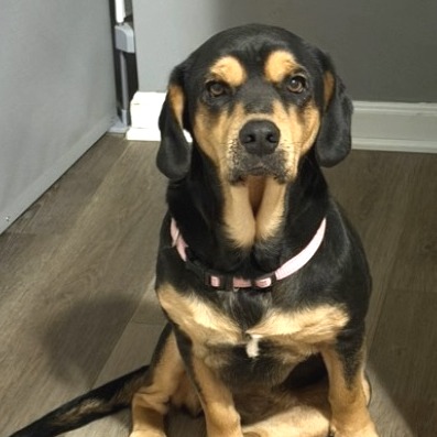 LILA - Beagle available for adoption