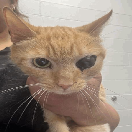 Meowbuscus