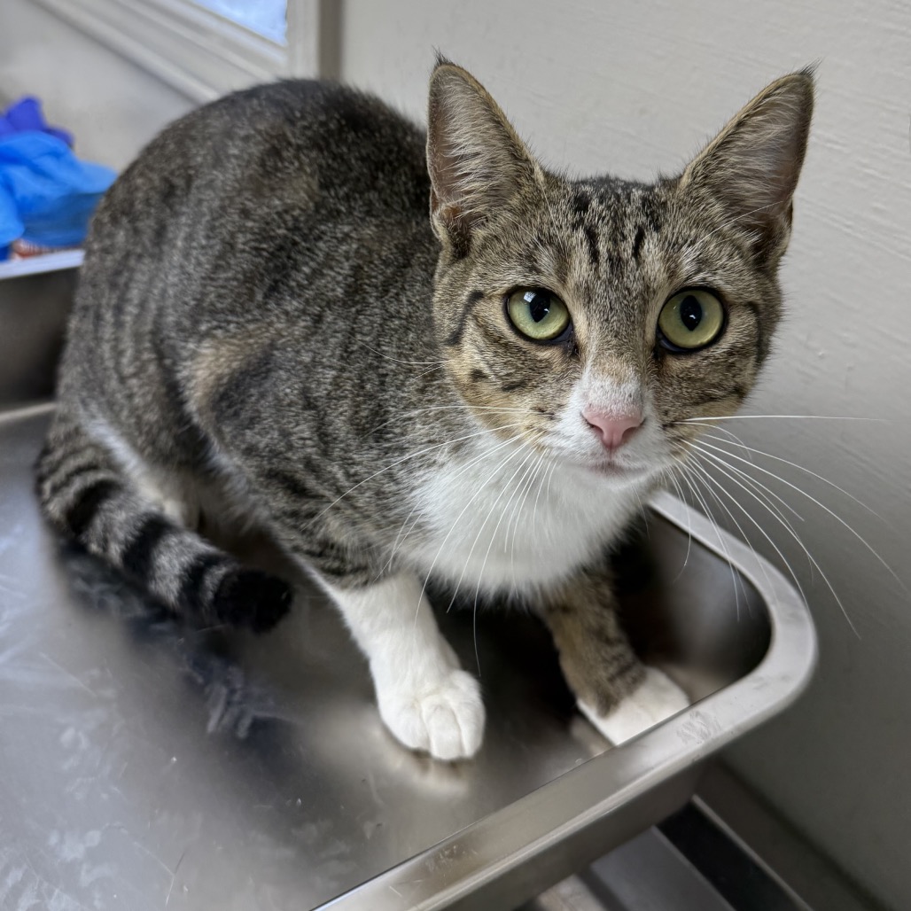 Tusc Stray 82215