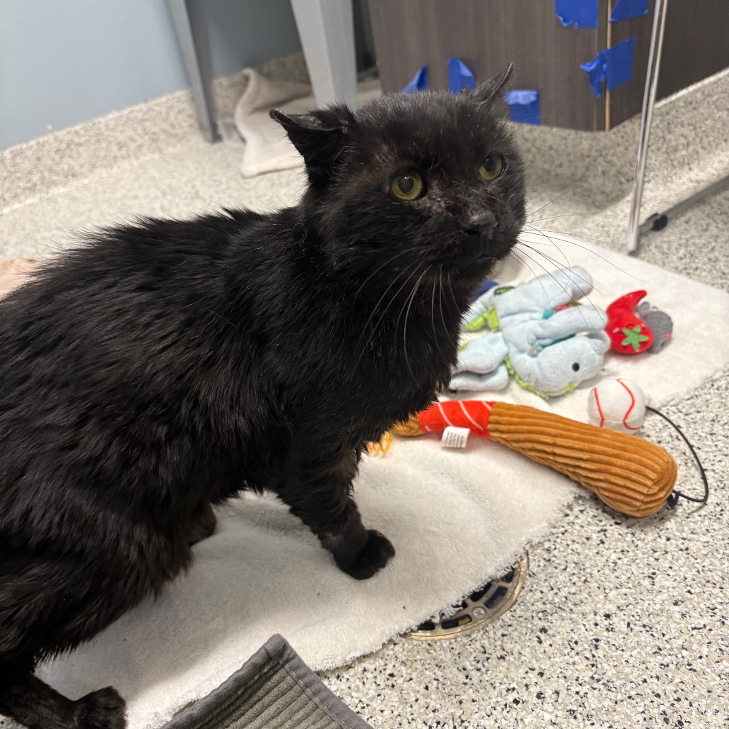 Hadley — thumbnail 3