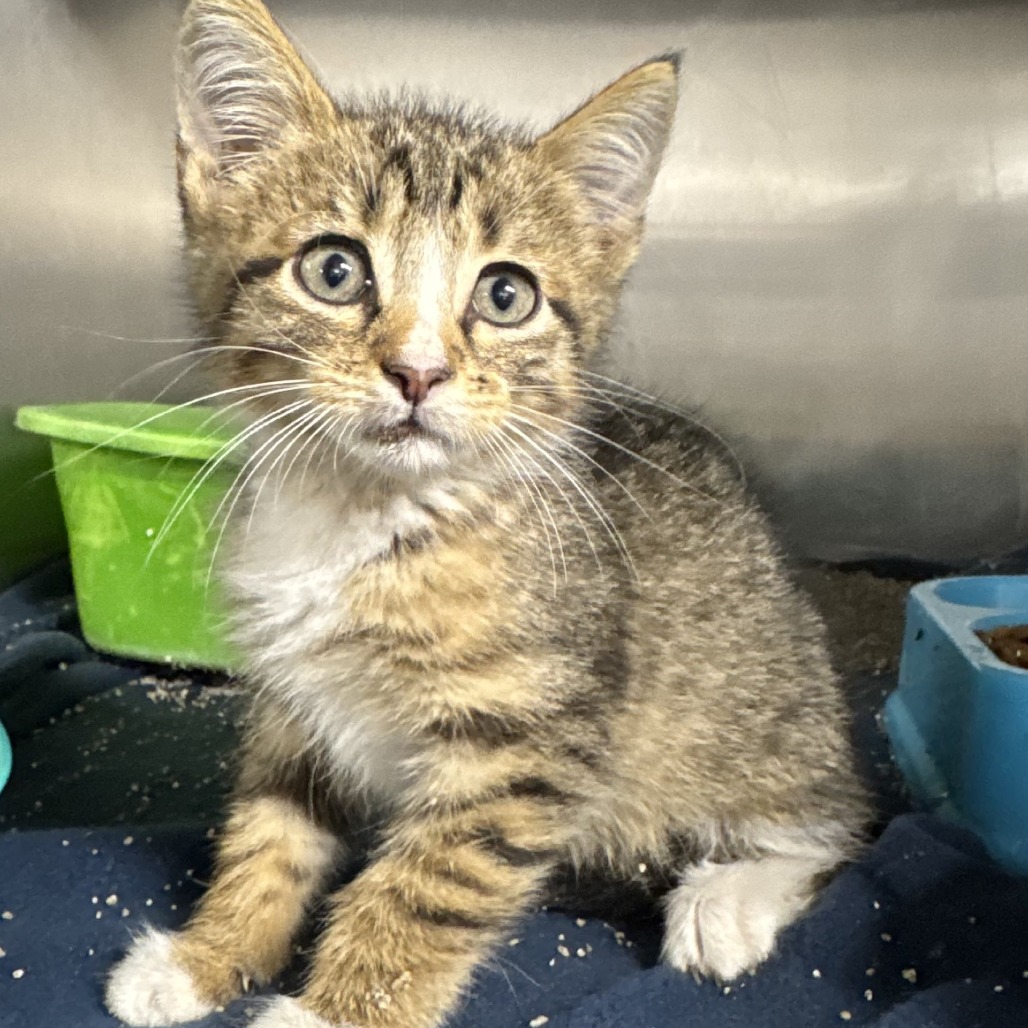 HANK - Domestic Shorthair available for adoption