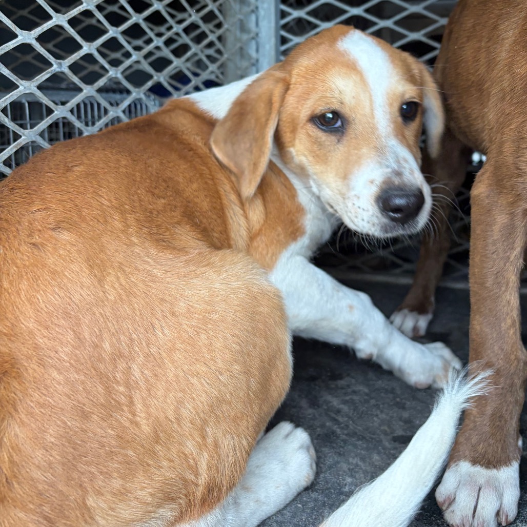 BABYBEL - Boxer / Mixed Breed (Small) available for adoption