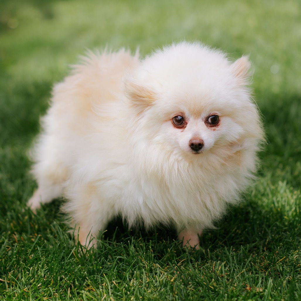 Pomeranian