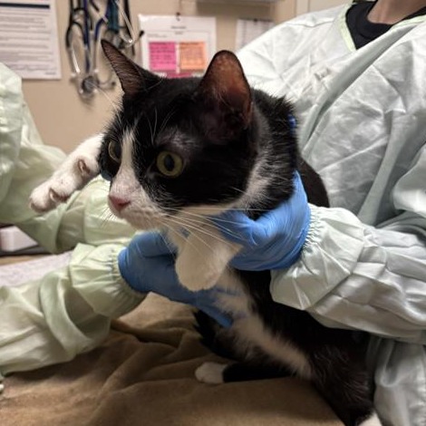 TULIP - Domestic Shorthair available for adoption