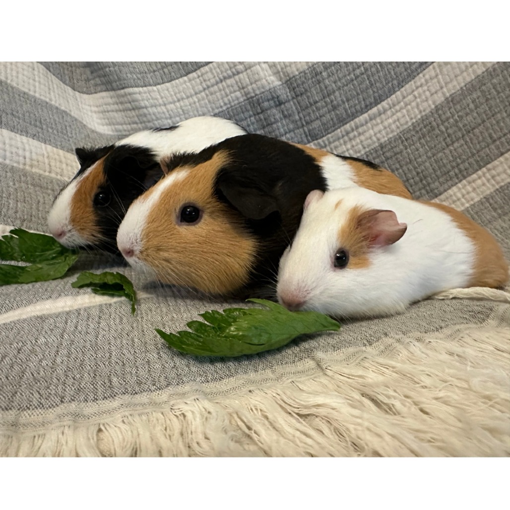 Munch, Tutuola, & Peanut, photo 12