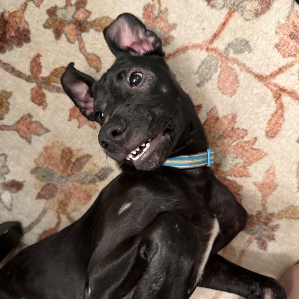 Wurm Aka Kricket