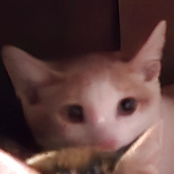 KIM - Domestic Shorthair available for adoption