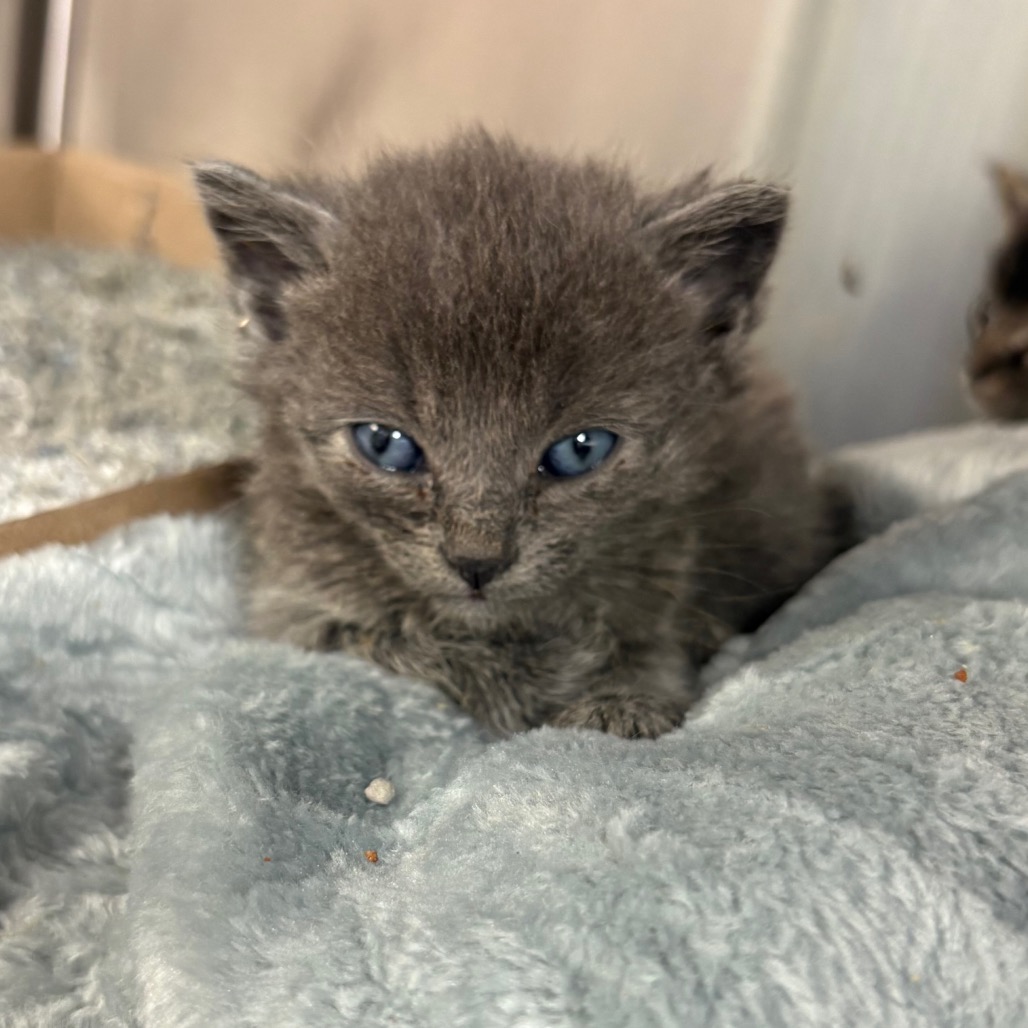 ANYA - Domestic Shorthair available for adoption