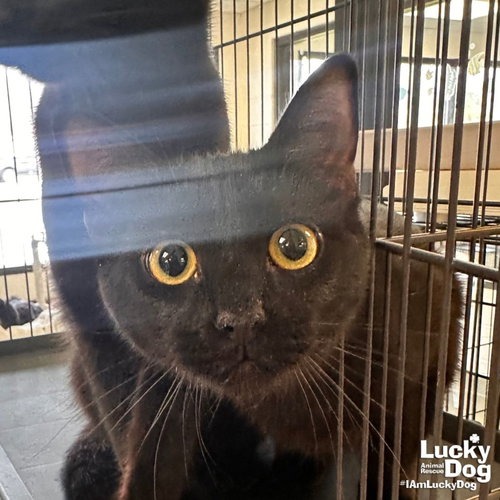 DARLENE - Domestic Shorthair available for adoption