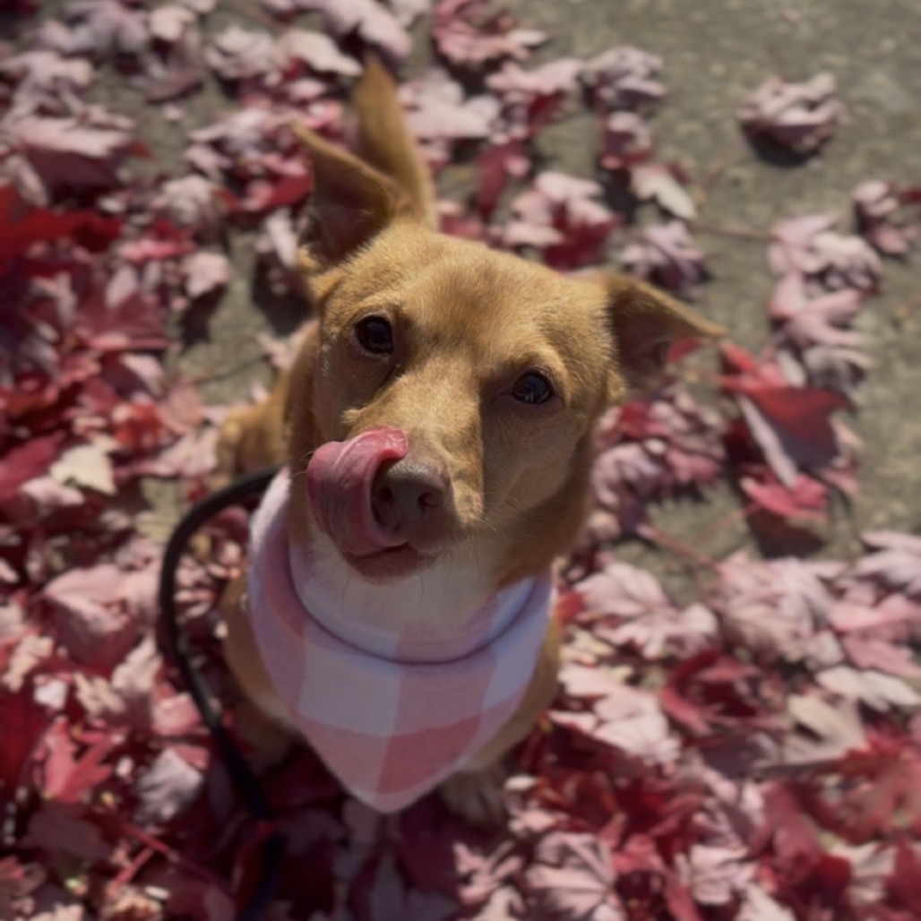 Bentley, photo 7