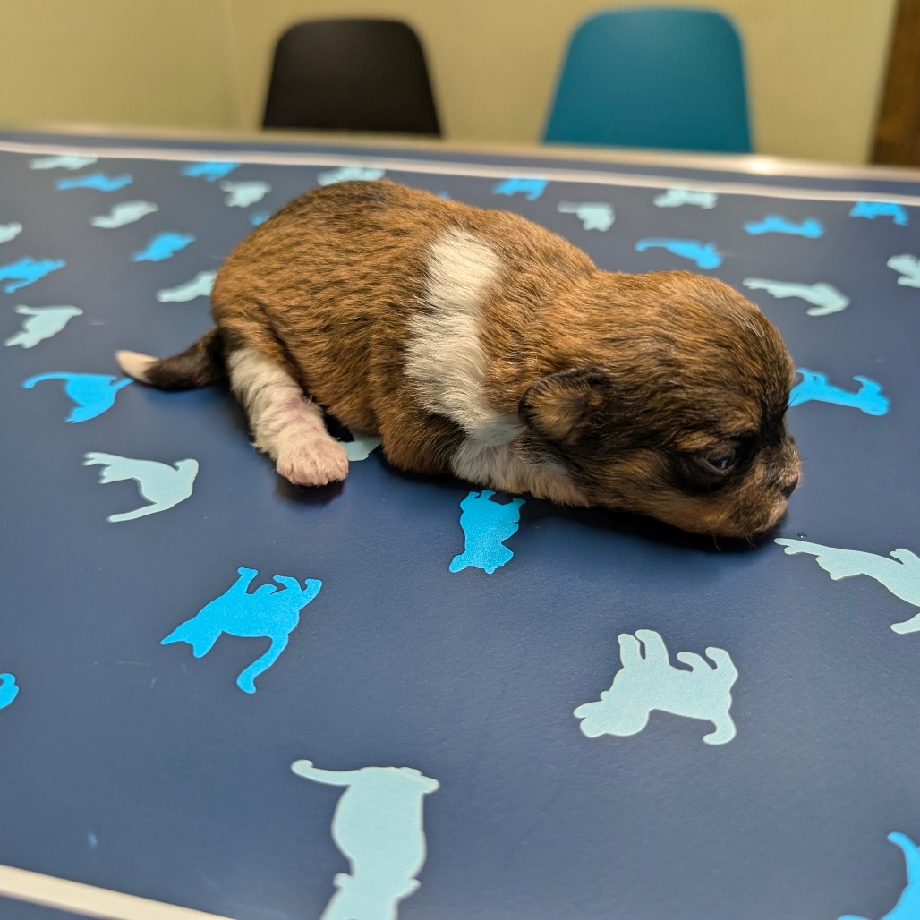 Elvis — thumbnail 3