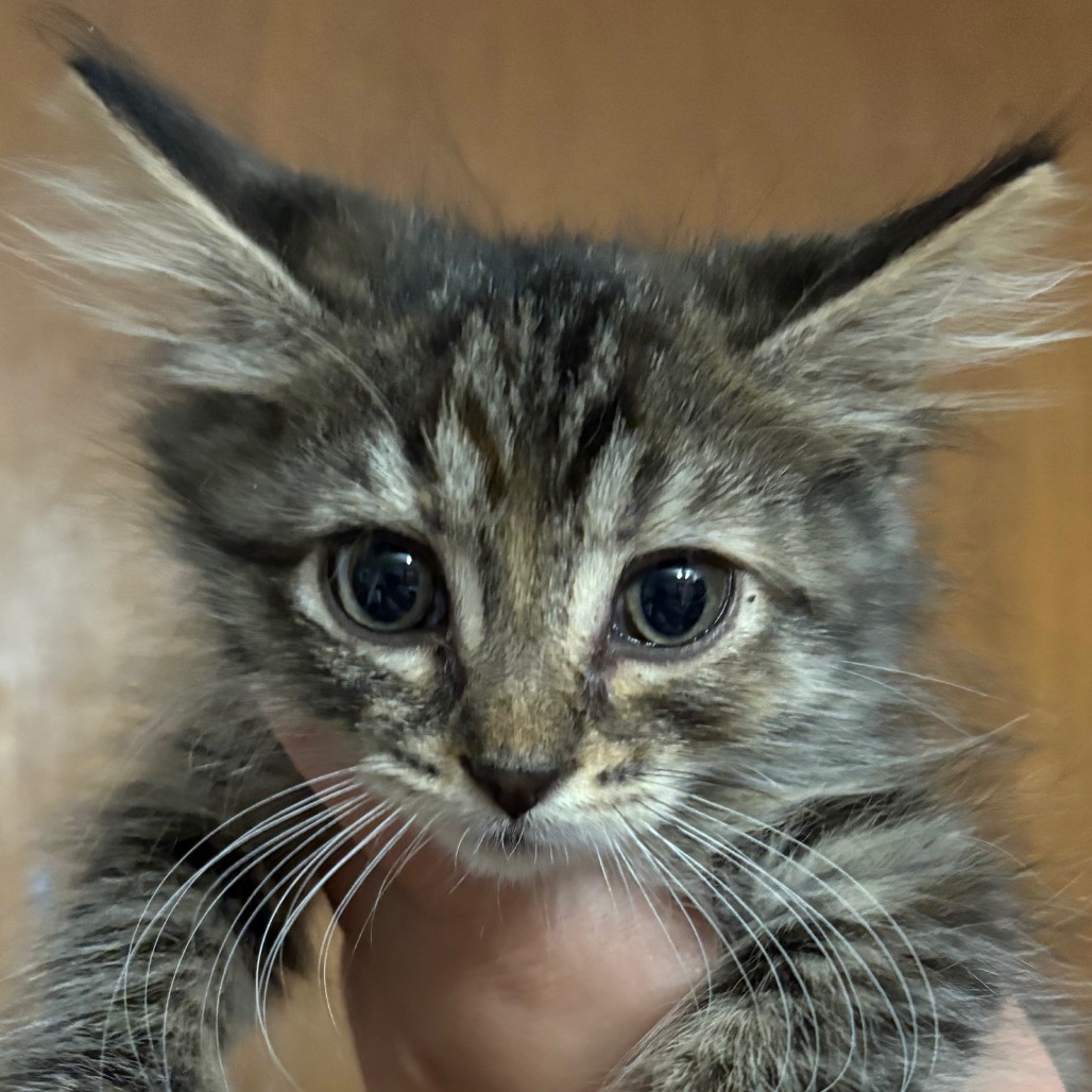 Frannie, available for adoption
