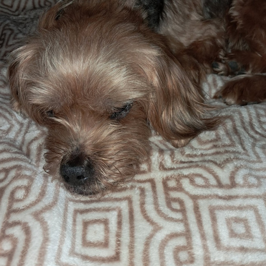 Chuey, photo 10