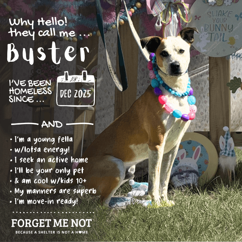 Buster, photo 18