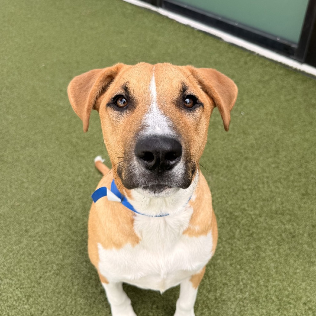 Niko — thumbnail 5