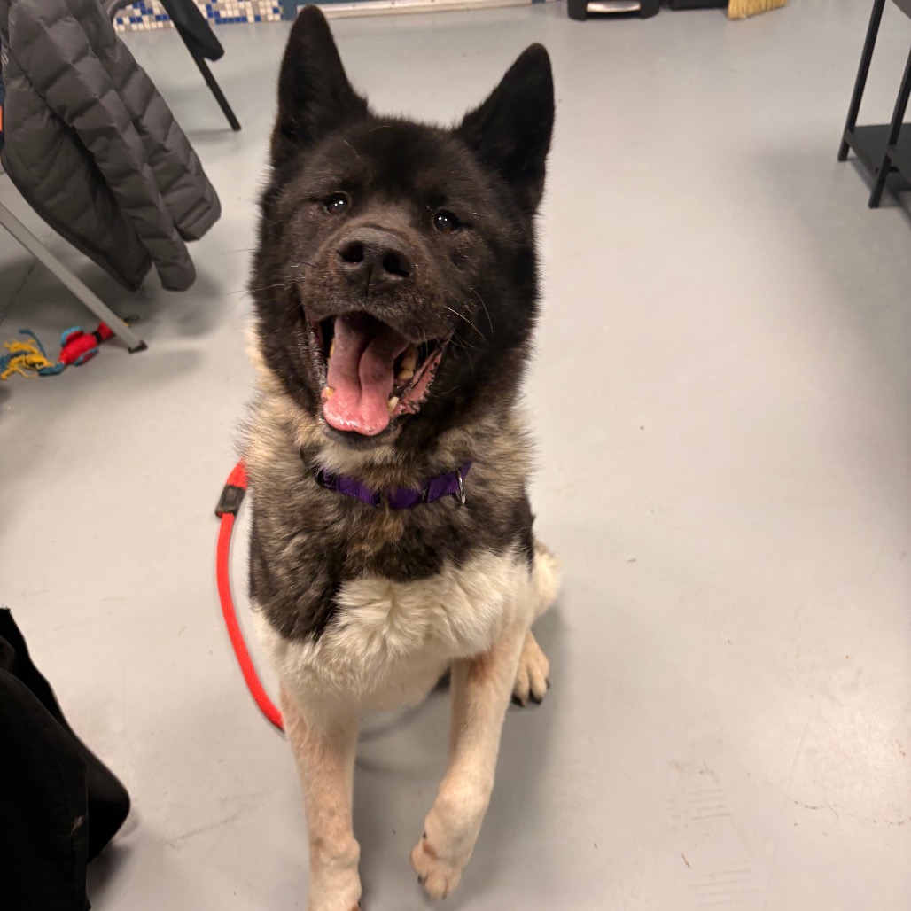 Onyx — thumbnail 5