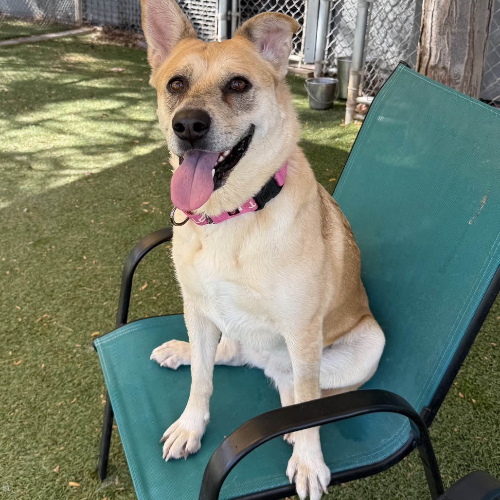 EZRI - Shepherd / Mixed Breed (Medium) available for adoption