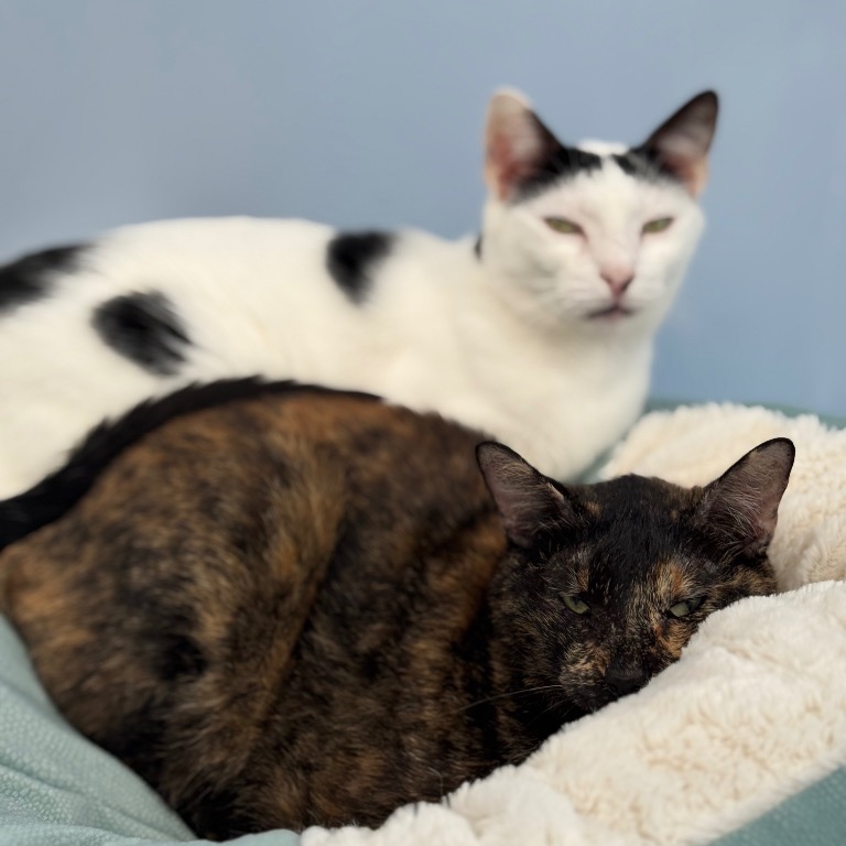 Full body shot of Pixel