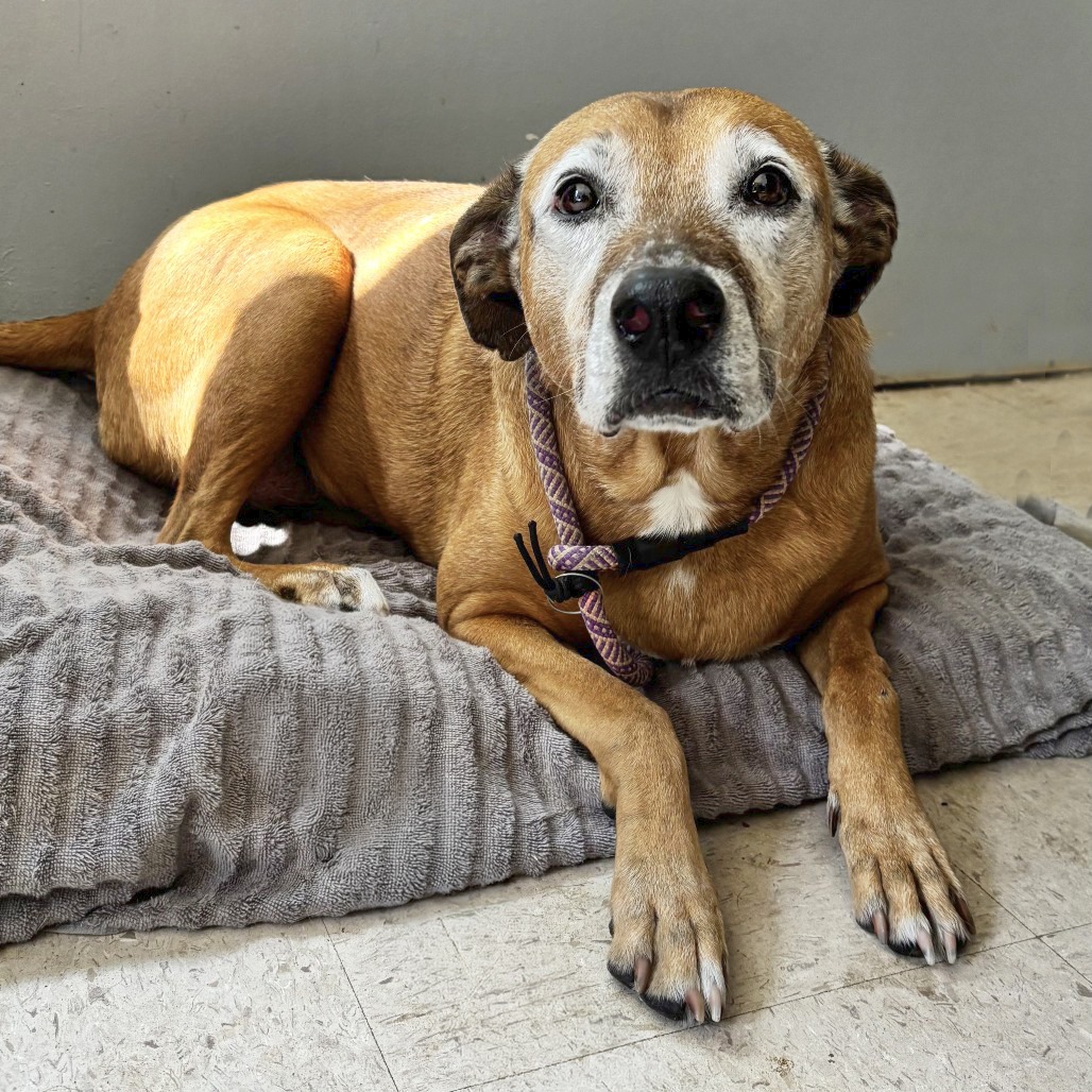 Ethel, adoptable senior dog