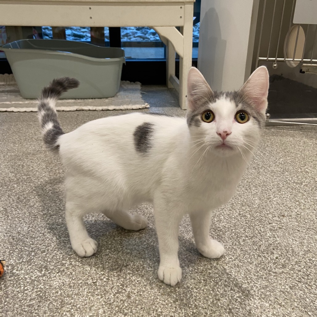 CUPCAKE - Domestic Shorthair available for adoption