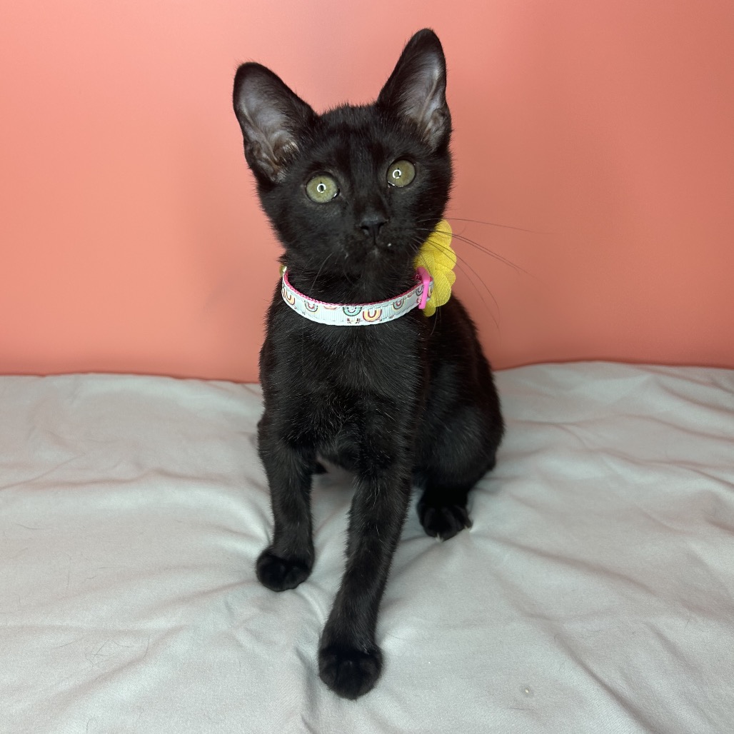 ANISE - Domestic Shorthair available for adoption