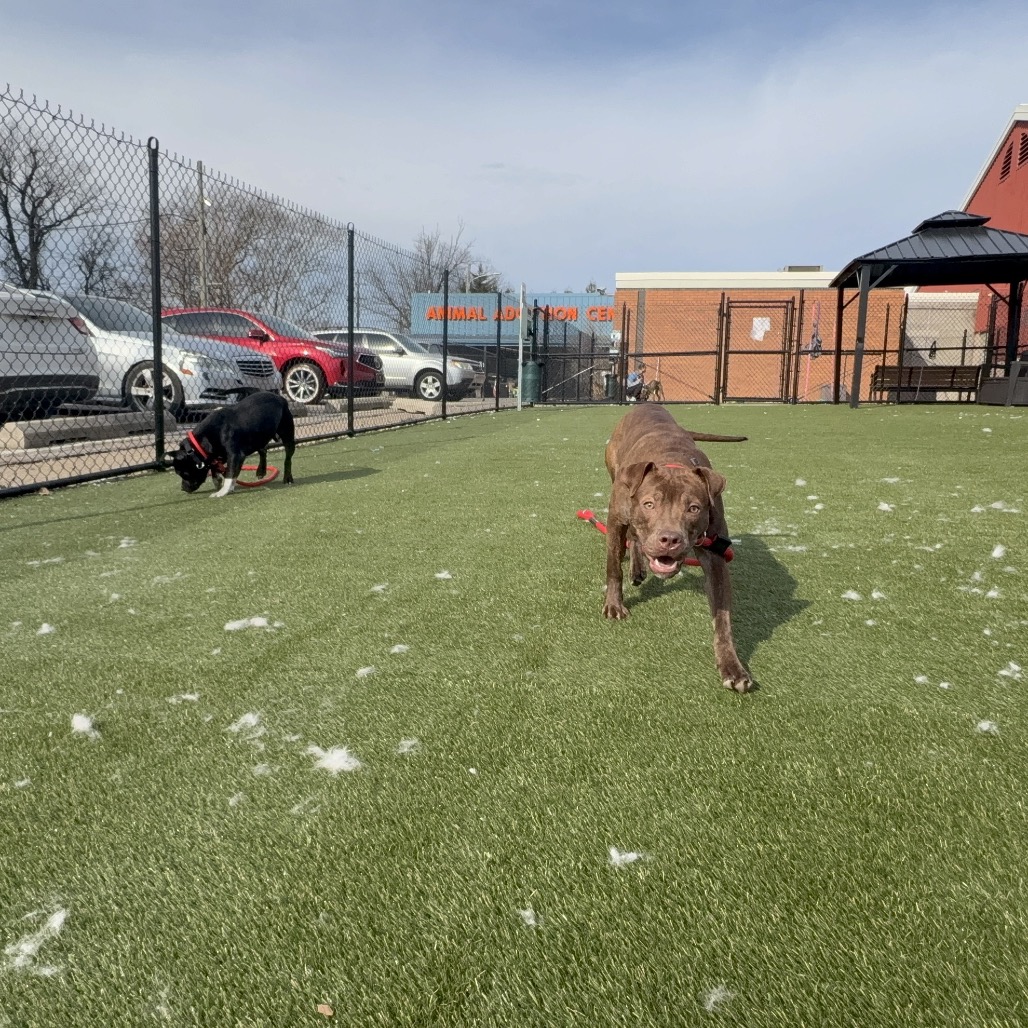 Baretta — thumbnail 4