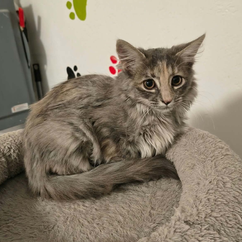 BLOSSOM - Domestic Shorthair available for adoption