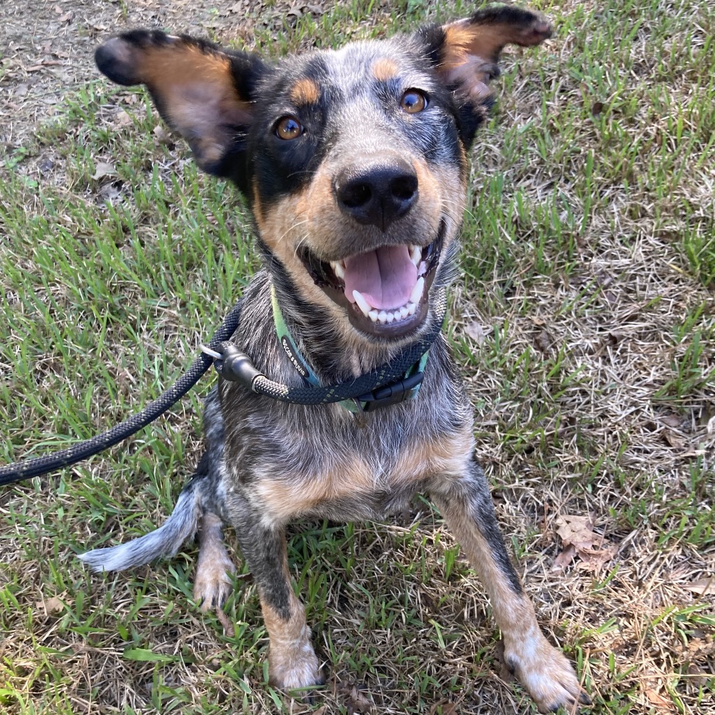 GRIFFIN - American Blue Heeler available for adoption