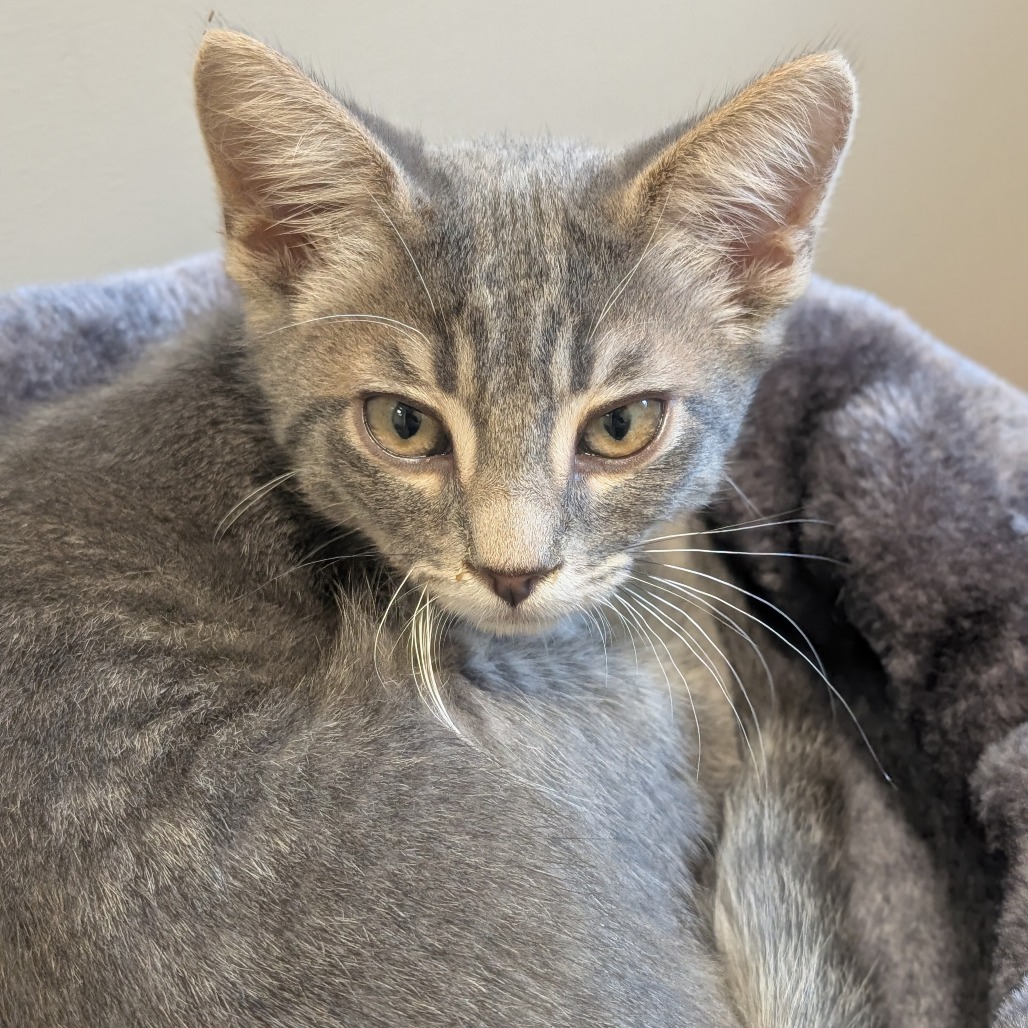 BRYCE - Domestic Shorthair available for adoption