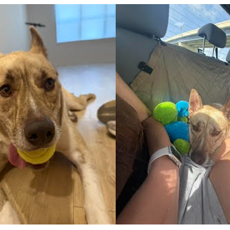 RONALDO - Akita / Mix available for adoption