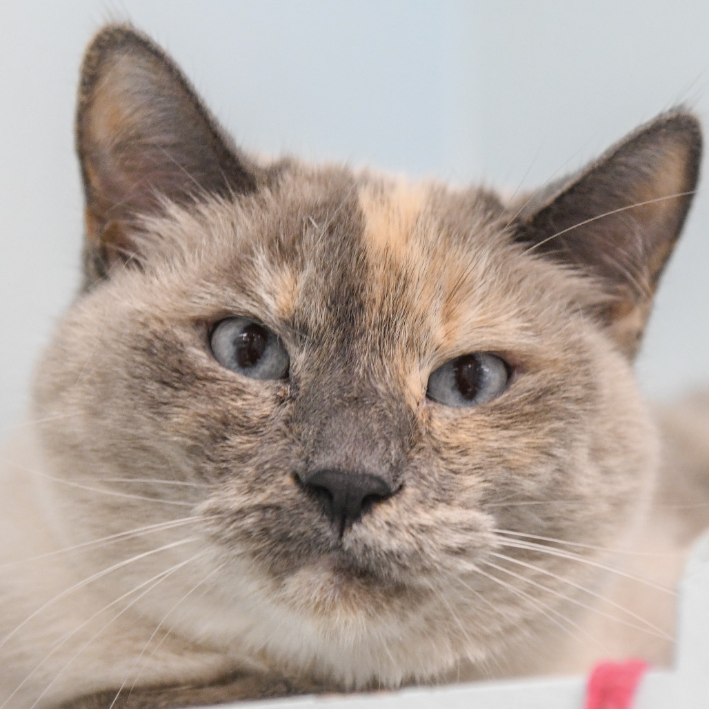 Lucy  - Domestic Shorthair