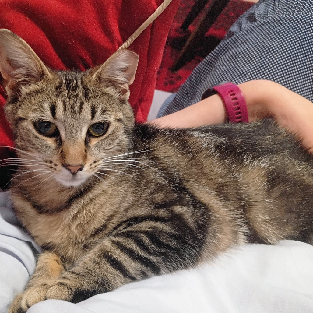 MABEL - Bengal / Domestic Shorthair available for adoption