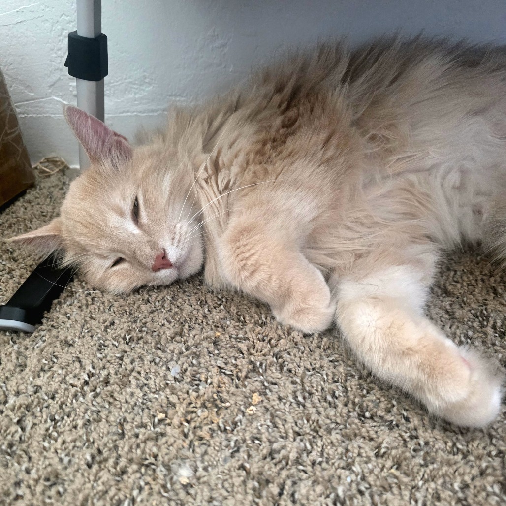 Alistair, photo 4