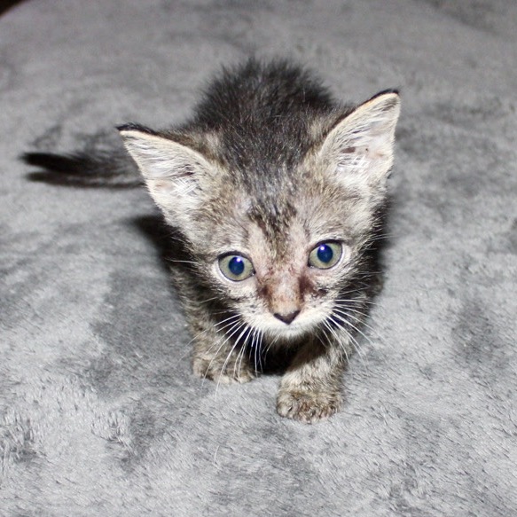 Buttercup photo 3