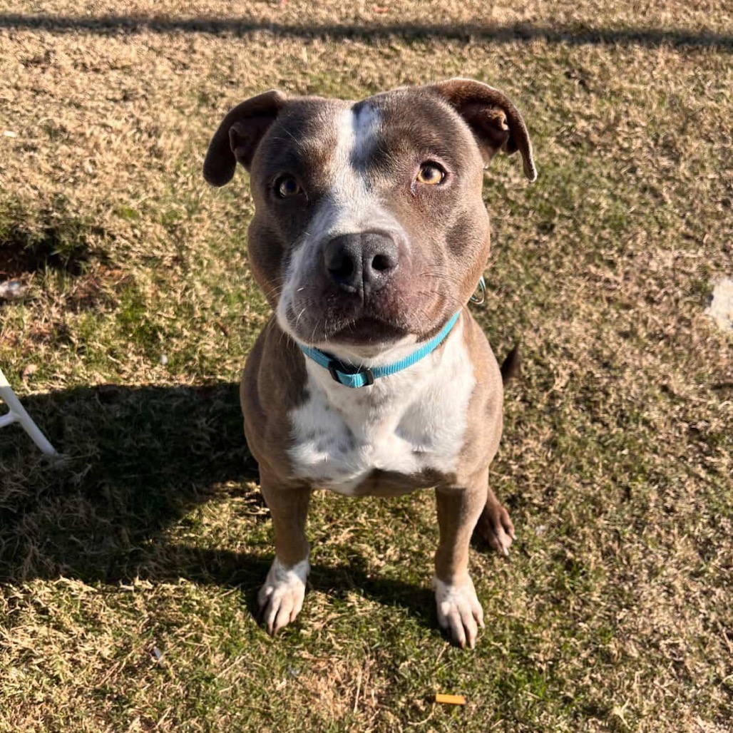 Jenny - Adoption Fee SPONSORED!!! is available for adoption at All the Dogs