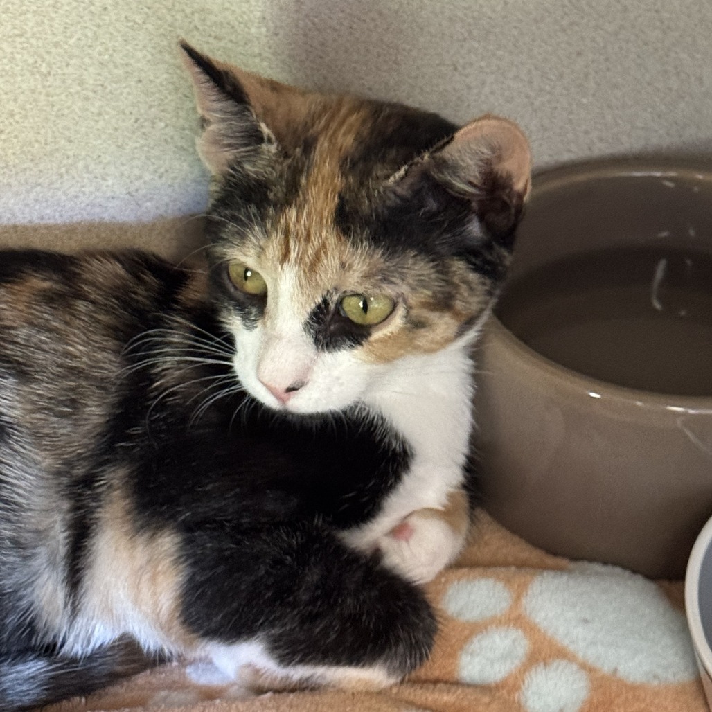 Josie - Domestic Shorthair