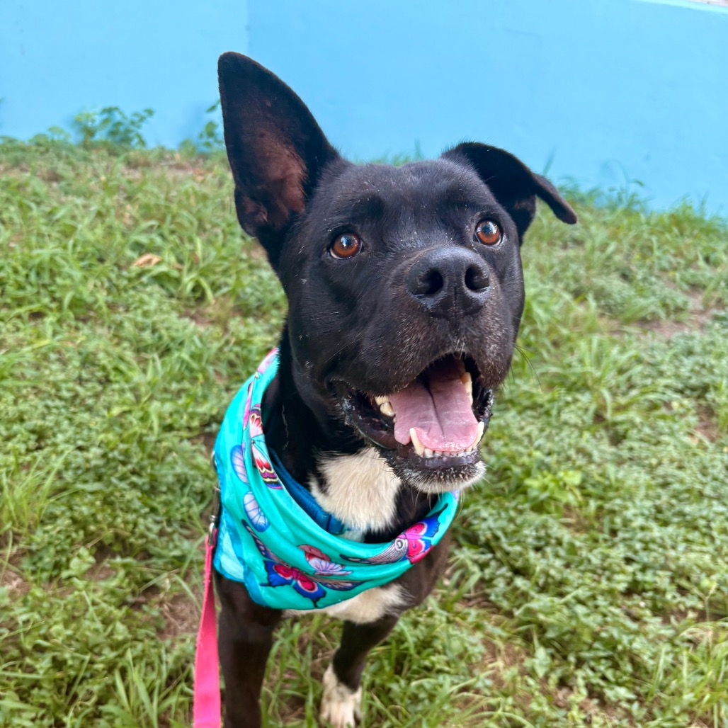 Alok — thumbnail 10