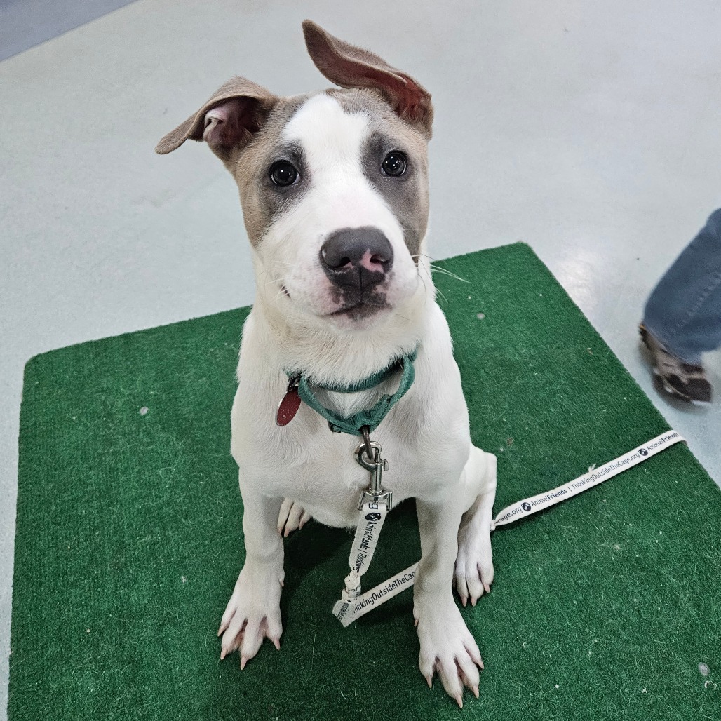 Animal Friends - Adopt a Dog
