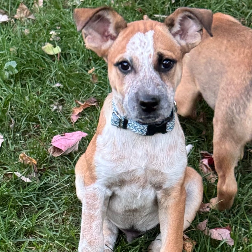 Dorito, photo 2