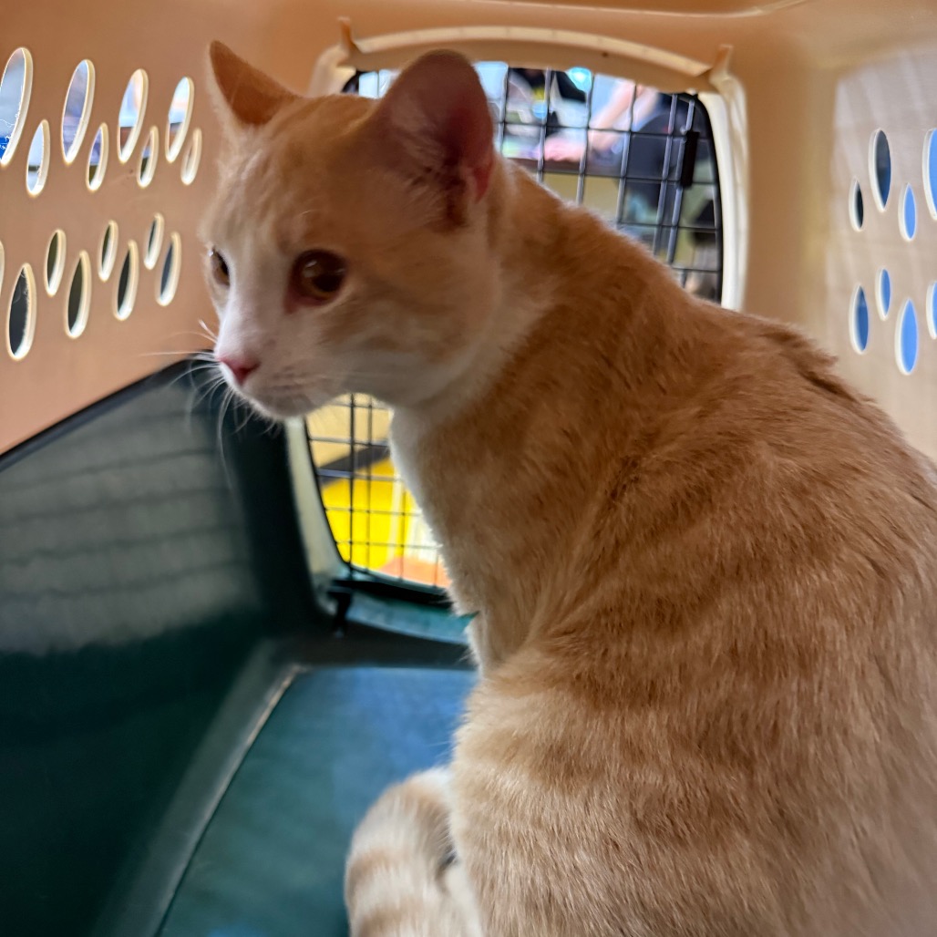 Photo of PGH-Stray-120615 3
