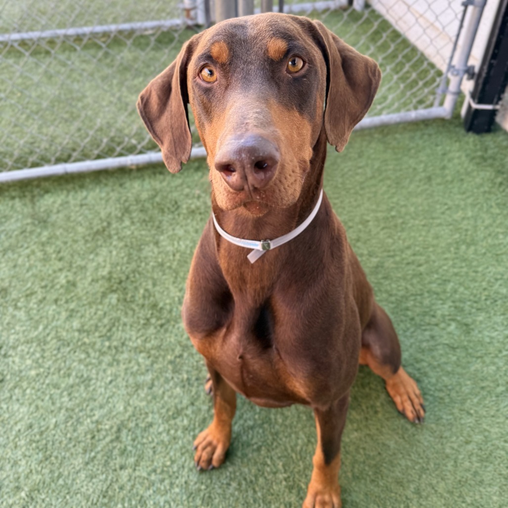 Copper  the Dog