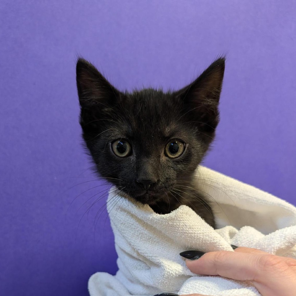 OUTLET - Domestic Shorthair available for adoption