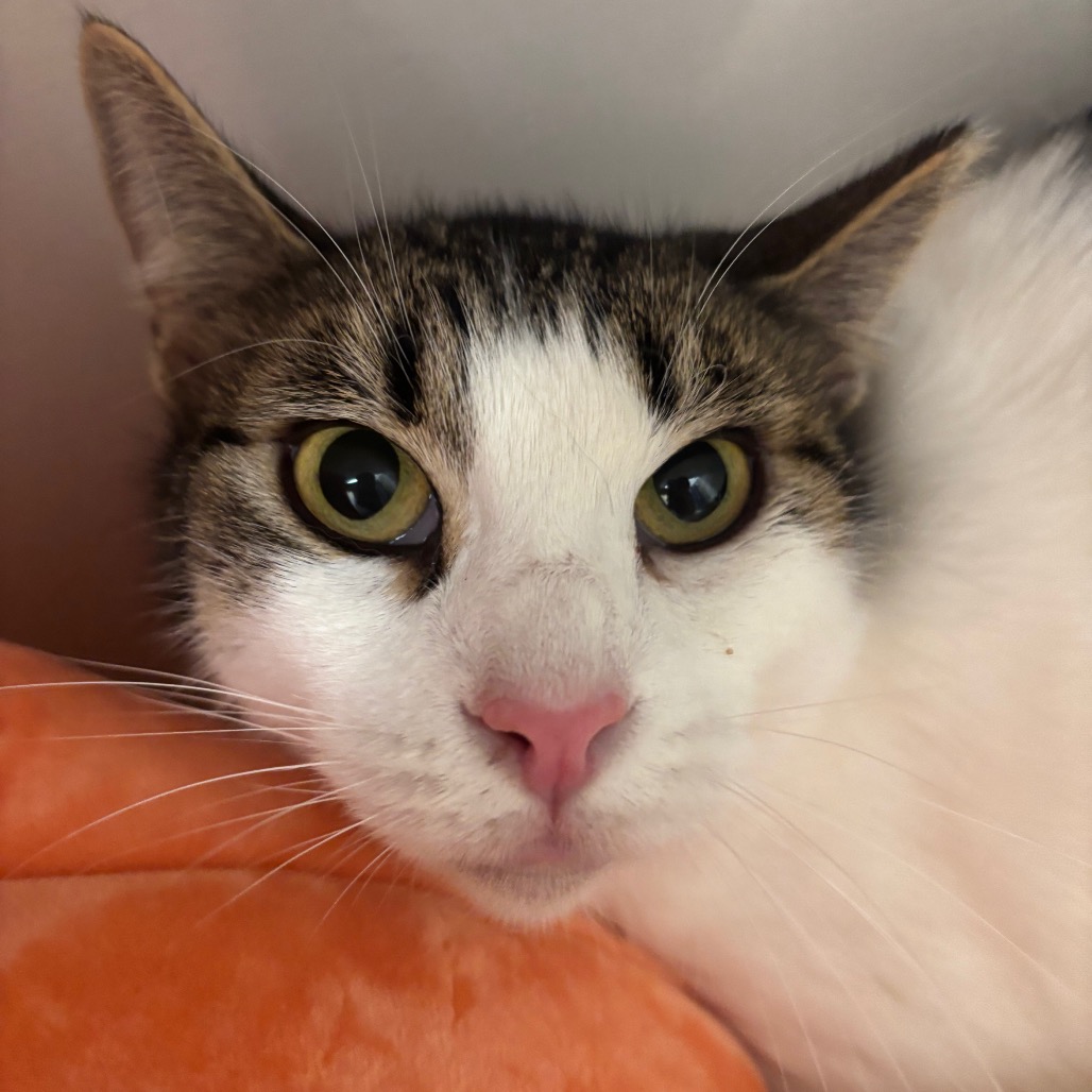 Tommy - Domestic Shorthair