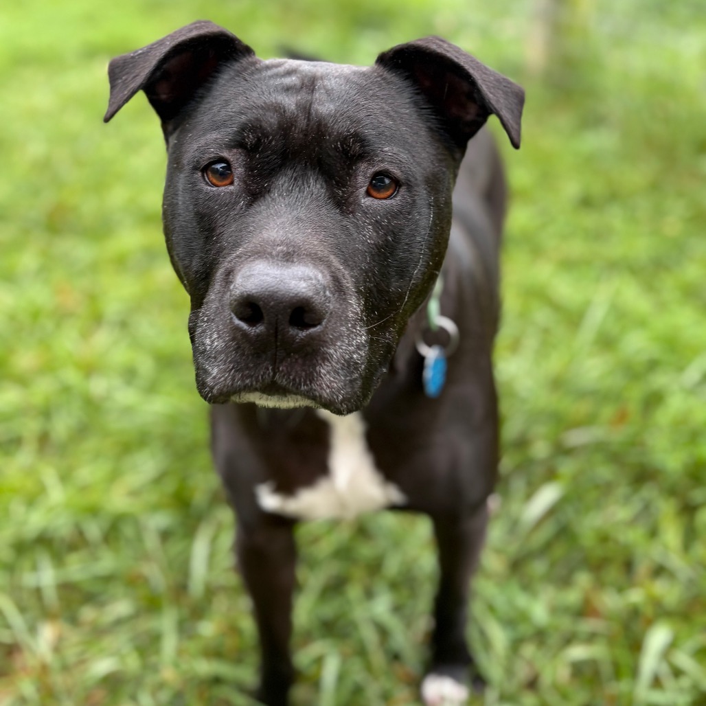 Marshall — thumbnail 4