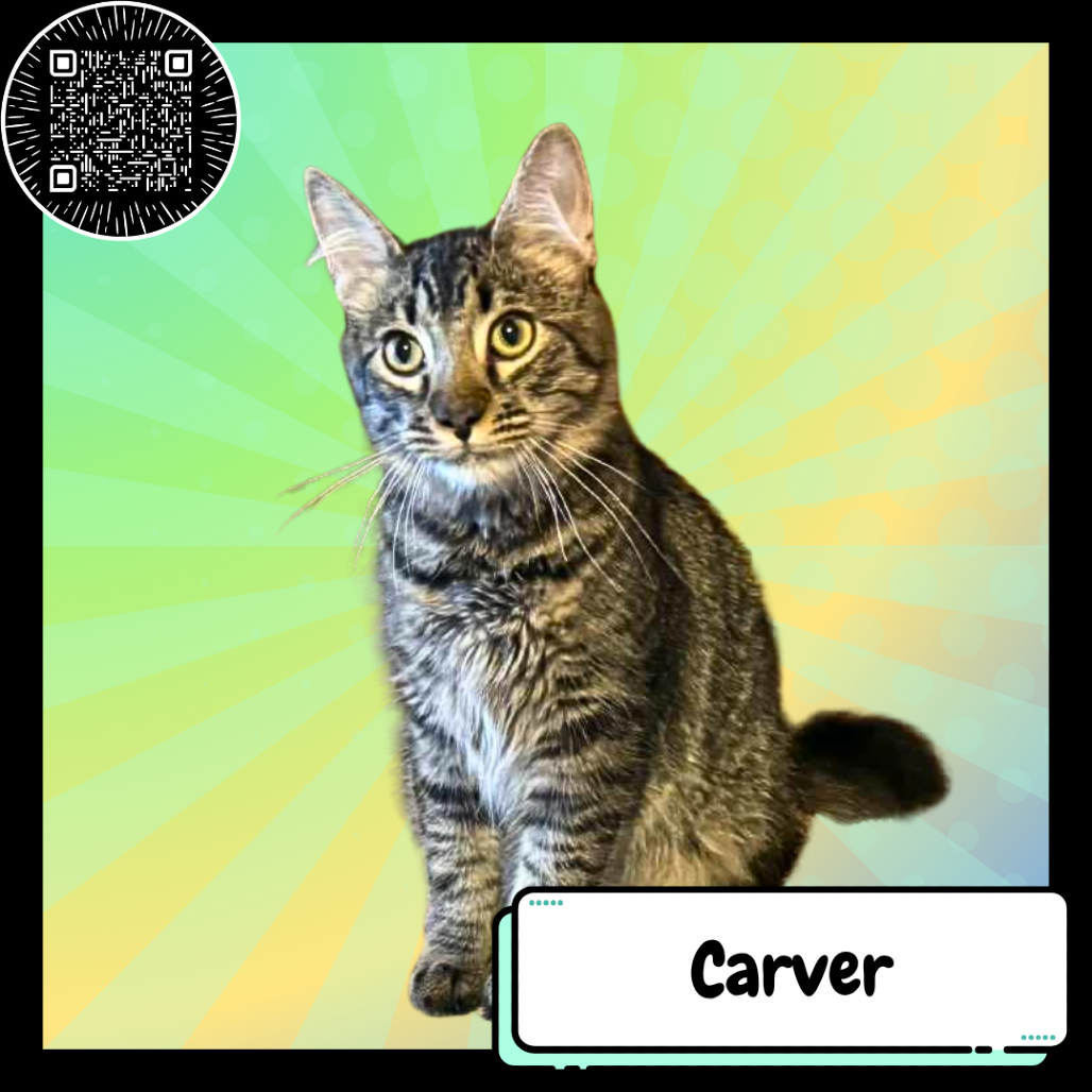 Adoption — Super Fur-iends Rescue