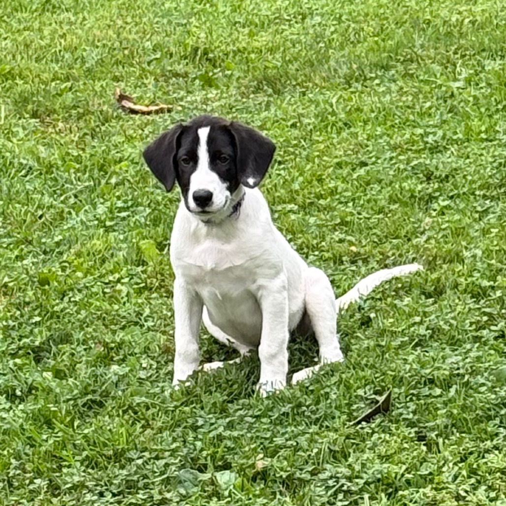 NY Violet (Foster in Yorktown Heights NY)