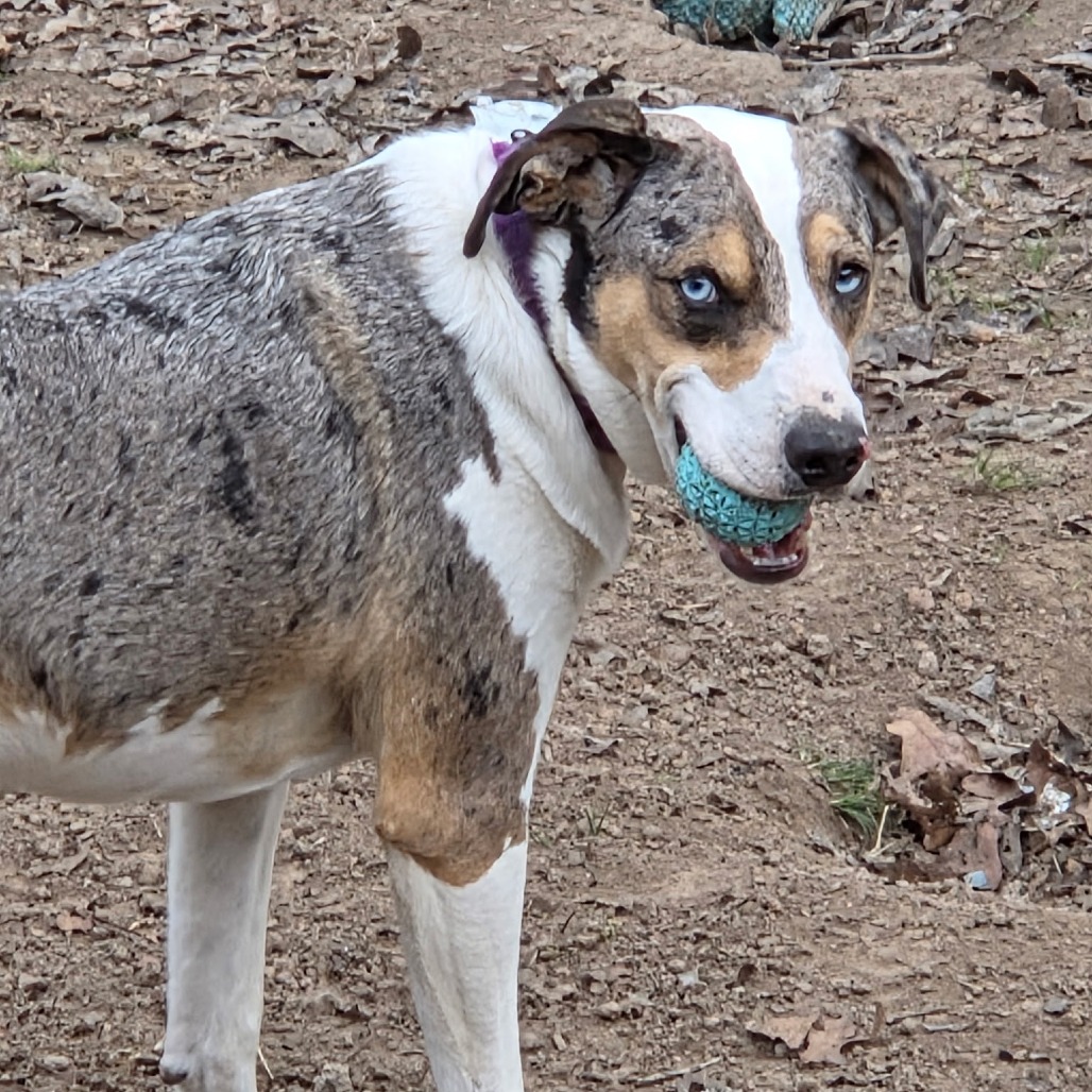 Duncan is available for adoption at Take Paws Rescue