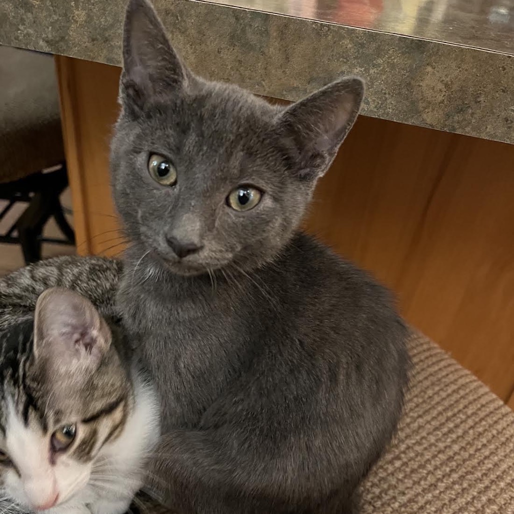 JACKSON - Domestic Shorthair available for adoption