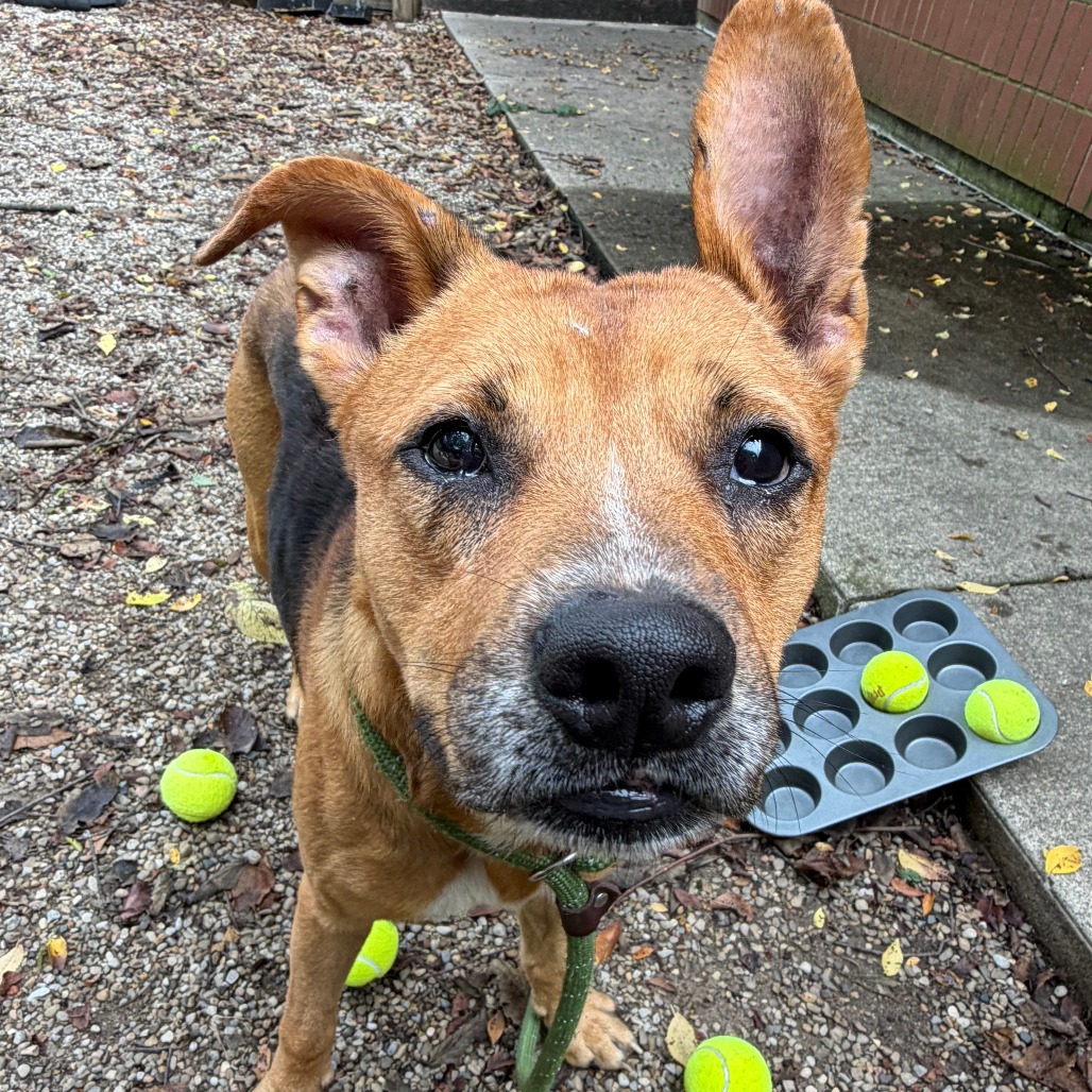 BERNARD - Shepherd / Mixed Breed (Medium) available for adoption